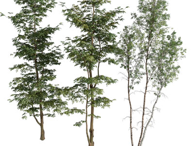 现代景观树木3d模型 现代景观树木