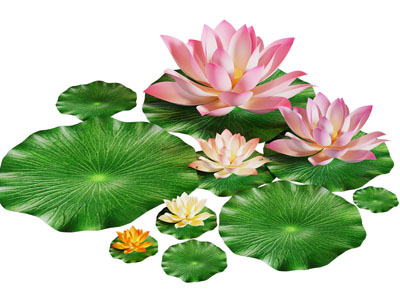 现代荷花 荷叶 花卉 水生植物3d模型 现代荷花 荷叶 花卉 水生植物