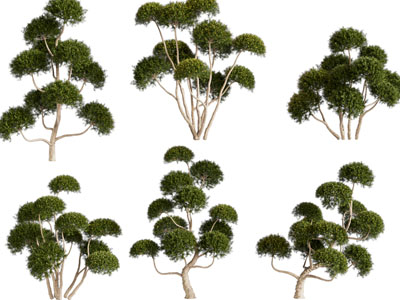 现代灌木植物3d模型 现代灌木植物