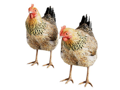 现代母鸡 爬行动物