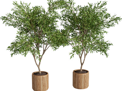 侘寂风实木花盆盆景盆栽植物3d模型 侘寂风实木花盆盆景盆栽植物