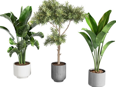 现代花盆盆景盆栽植物3d模型 现代花盆盆景盆栽植物