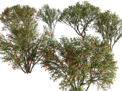 现代开满花的景观树木3d模型 现代开满花的景观树木