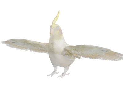 现代鹦鹉 飞行动物3d模型 现代鹦鹉 飞行动物