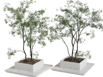 现代树池景观树木3d模型 现代树池景观树木