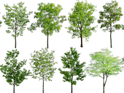 现代景观树木3d模型 现代景观树木