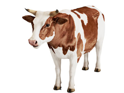 现代母牛 爬行动物