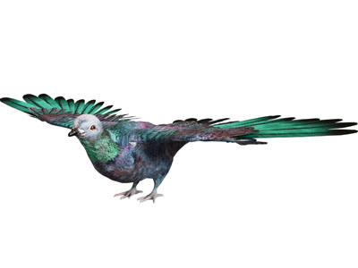 现代飞翔的鸽子 飞行动物3d模型 现代飞翔的鸽子 飞行动物