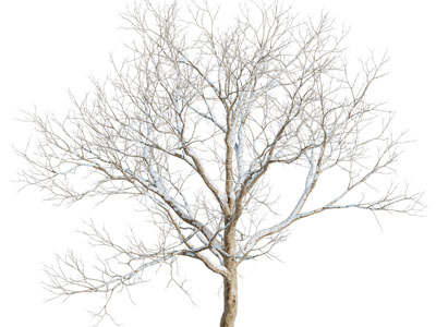 现代盖满雪的大树 没有树叶的雪树3d模型 现代盖满雪的大树 没有树叶的雪树