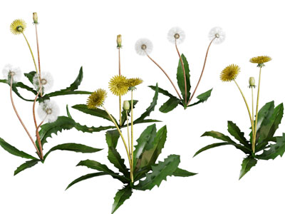 现代蒲公英花草植物3d模型 现代蒲公英花草植物