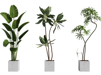 现代花盆盆景盆栽植物3d模型 现代花盆盆景盆栽植物