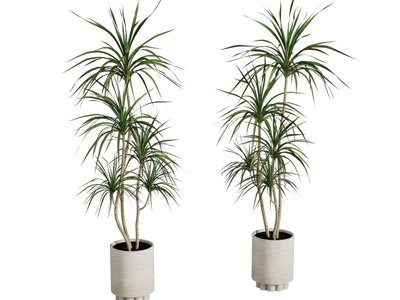 现代花盆盆景盆栽植物3d模型 现代花盆盆景盆栽植物