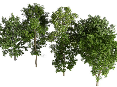 现代景观树木3d模型 现代景观树木