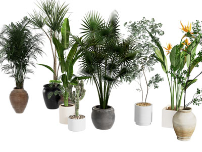 现代花盆盆景盆栽植物3d模型 现代花盆盆景盆栽植物