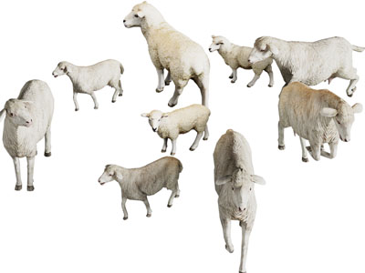 现代绵羊 小羊羔 爬行动物