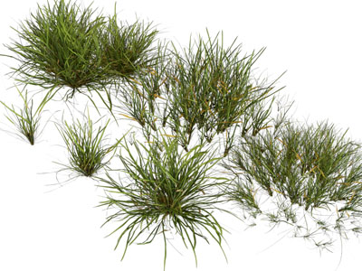 现代花草植物3d模型 现代花草植物