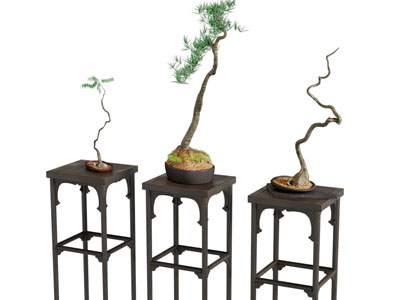 新中式松树盆景盆栽3d模型 新中式松树盆景盆栽