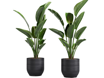 现代陶瓷花盆盆景盆栽植物3d模型 现代陶瓷花盆盆景盆栽植物