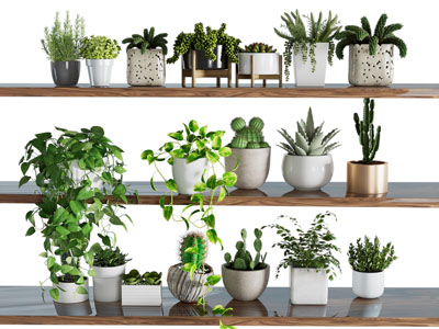 现代花盆盆景盆栽植物 摆件组合3d模型 现代花盆盆景盆栽植物 摆件组合