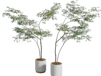 现代花盆盆景盆栽植物3d模型 现代花盆盆景盆栽植物