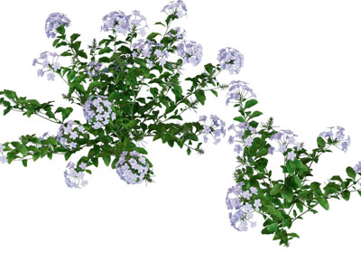 现代花卉花草植物3d模型 现代花卉花草植物