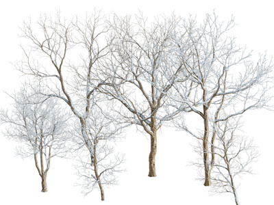 现代雪景树木3d模型 现代雪景树木