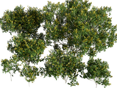 现代景观树木3d模型 现代景观树木