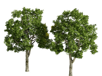 现代景观树木3d模型 现代景观树木