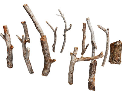 现代枯树 树枝 木材 木桩