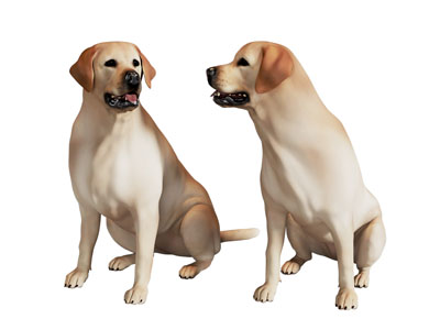 现代狗 爬行动物