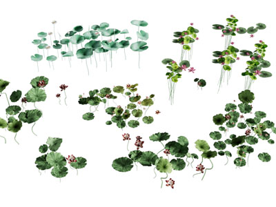 现代荷花 水生花草植物3d模型 现代荷花 水生花草植物