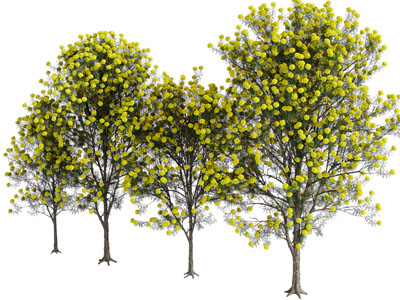 现代景观树木3d模型 现代景观树木