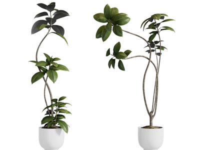 现代花盆盆景盆栽植物3d模型 现代花盆盆景盆栽植物