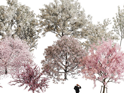 现代开满花的树木 花树3d模型 现代开满花的树木 花树