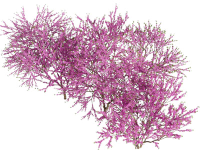 现代开满花朵的树3d模型 现代开满花朵的树