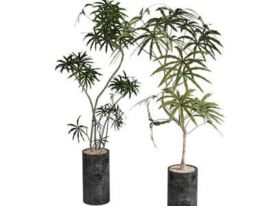 侘寂风花盆盆景盆栽植物