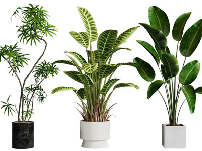 现代花盆盆景盆栽植物