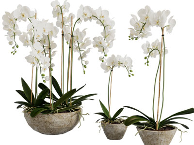 新中式蝴蝶兰盆景盆栽植物