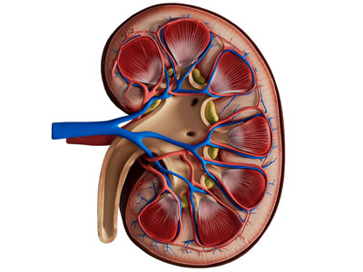 现代肾脏内部结构 教具 标本