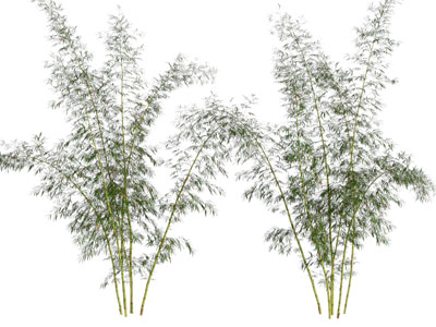 现代竹子 花草植物3d模型 现代竹子 花草植物