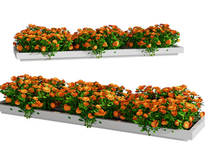 现代户外花坛花卉盆景盆栽植物