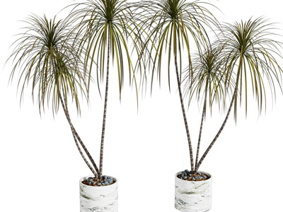 现代花盆盆景盆栽植物