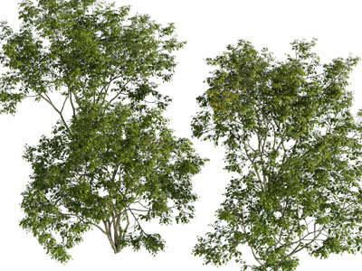 现代景观树木3d模型 现代景观树木