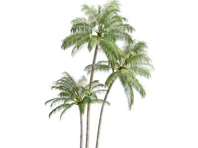 现代椰子树3d模型 现代椰子树