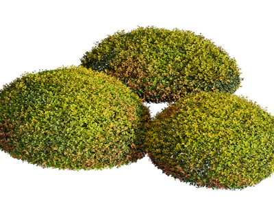 现代景观灌木 植物