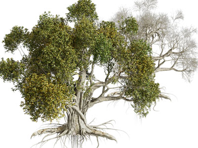 现代老树 景观树木