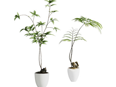 现代花盆盆景盆栽植物