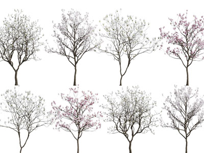 现代开满花朵的树木 景观树木