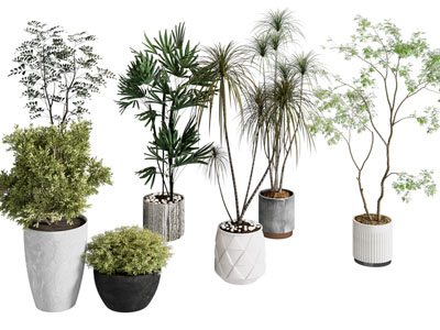 现代花盆盆景盆栽植物