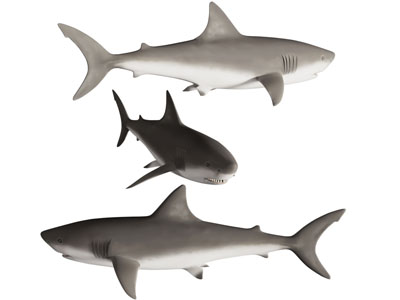 现代鲨鱼 海洋生物 水生生物3d模型 现代鲨鱼 海洋生物 水生生物